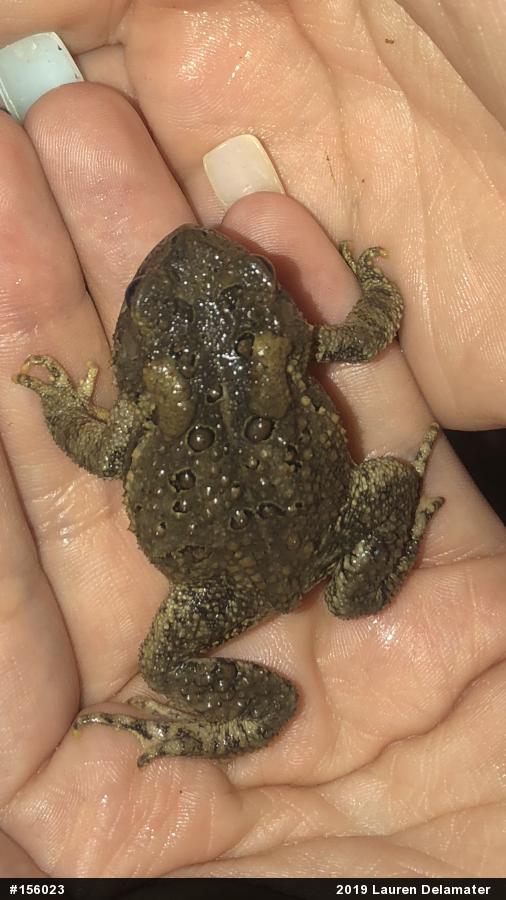 Eastern American Toad