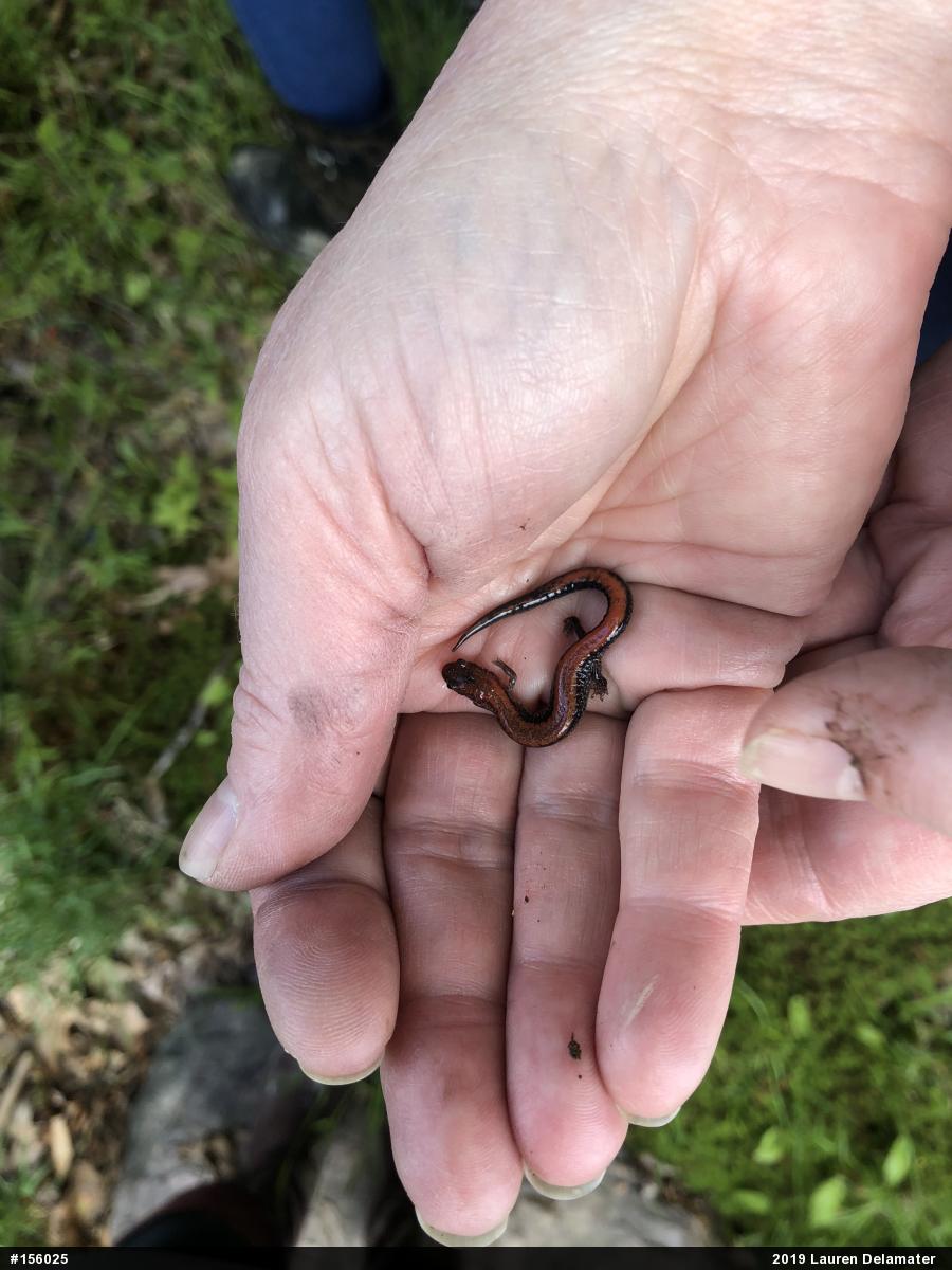 Eastern Red-backed  Salamander