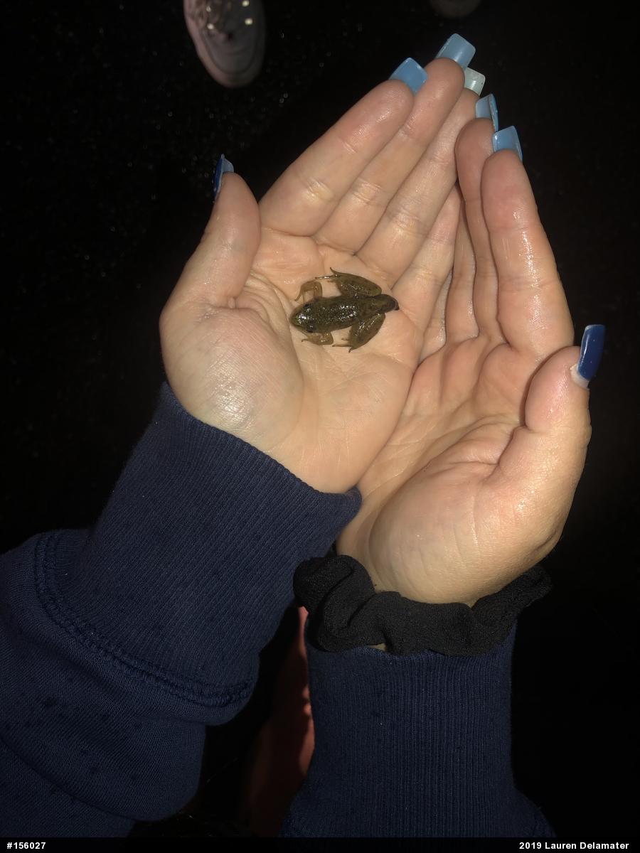 True Frogs