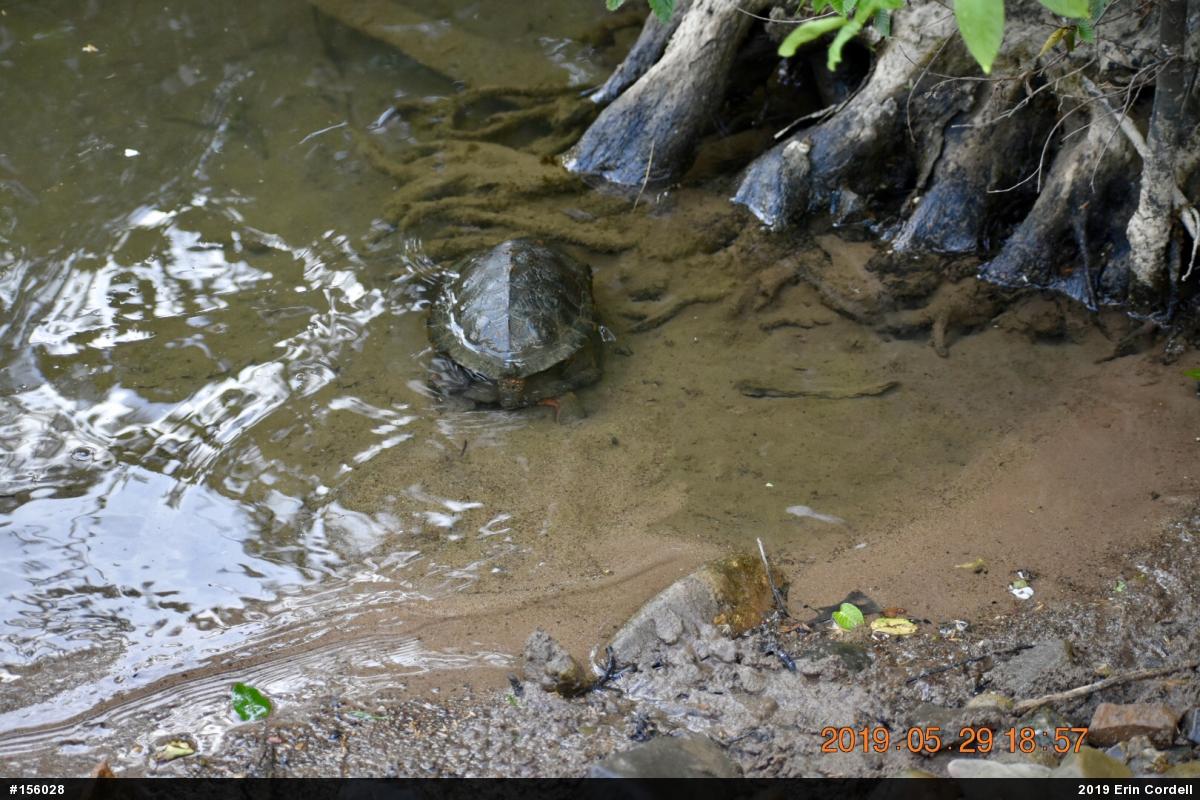 Wood Turtle