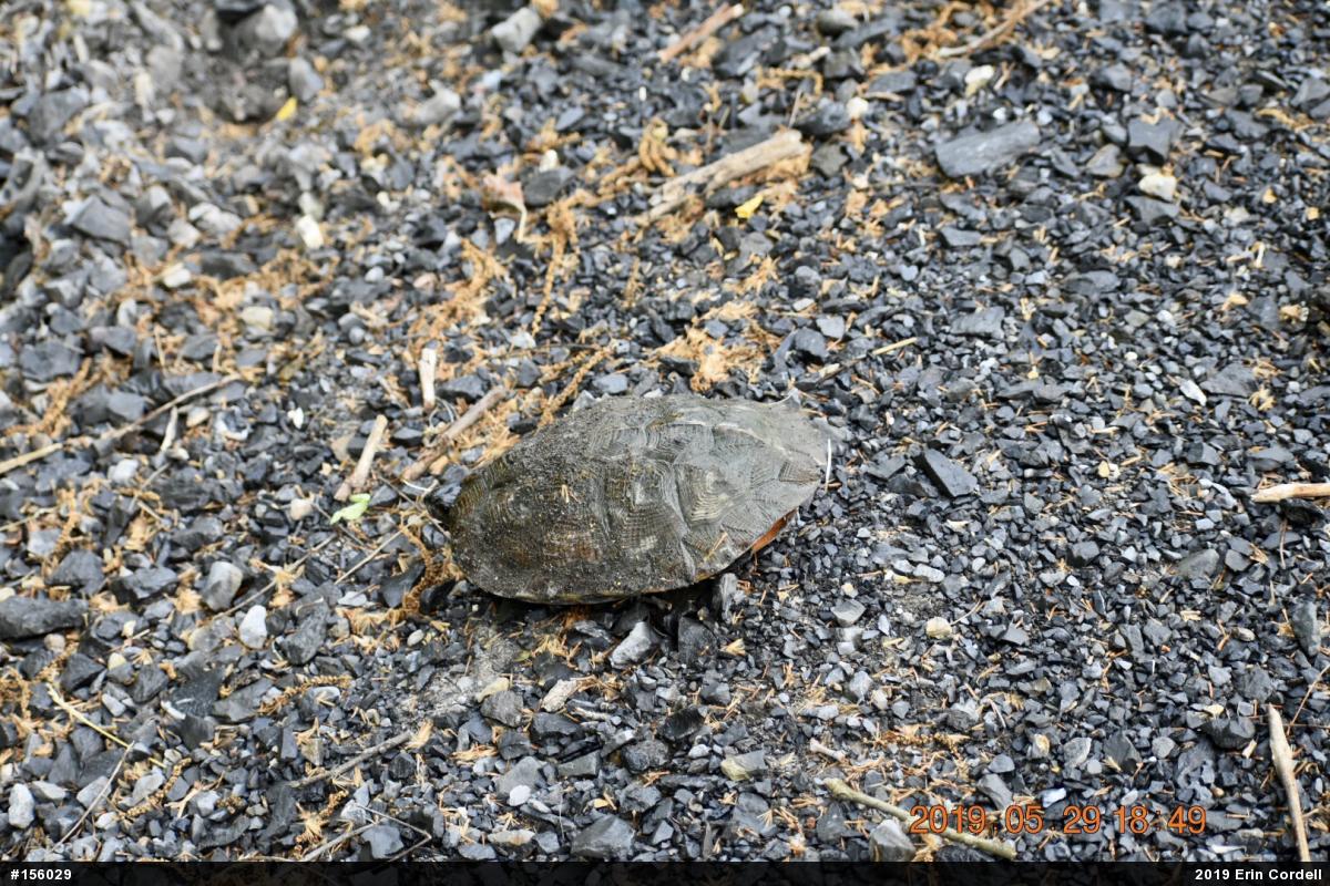 Wood Turtle