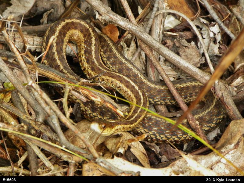 Eastern Gartersnake