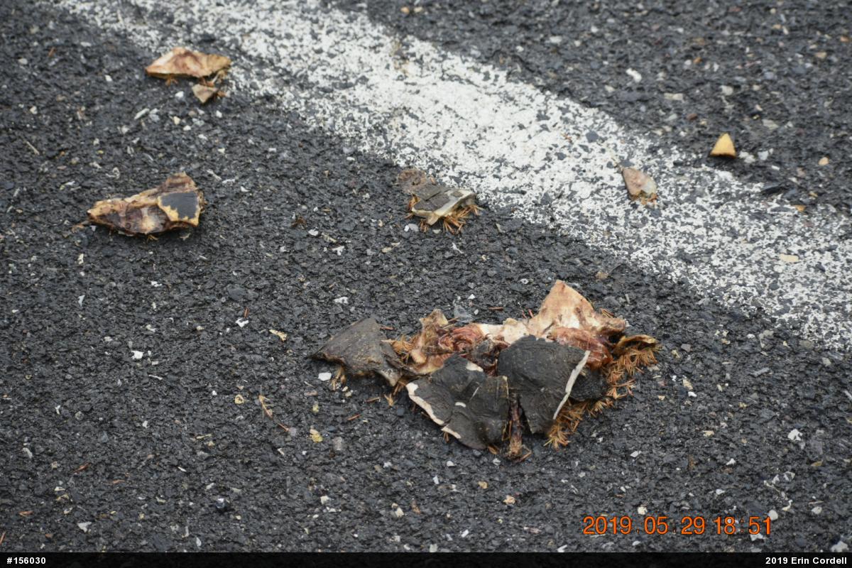Wood Turtle