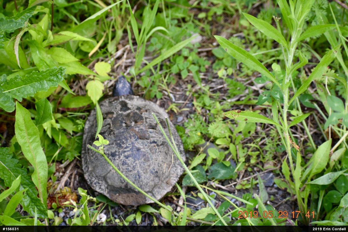 Wood Turtle