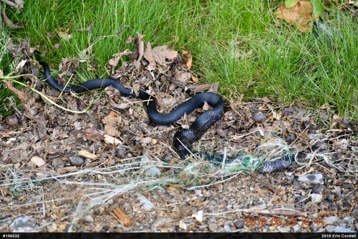 Eastern Ratsnake
