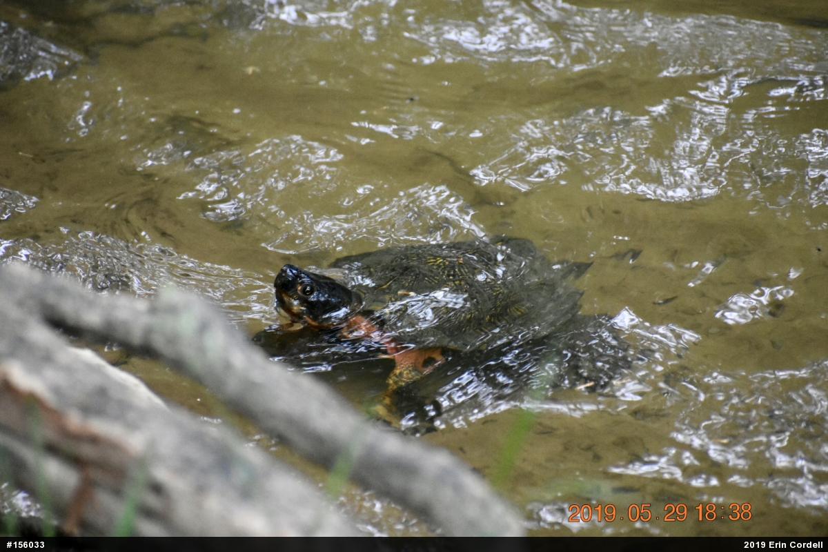 Wood Turtle