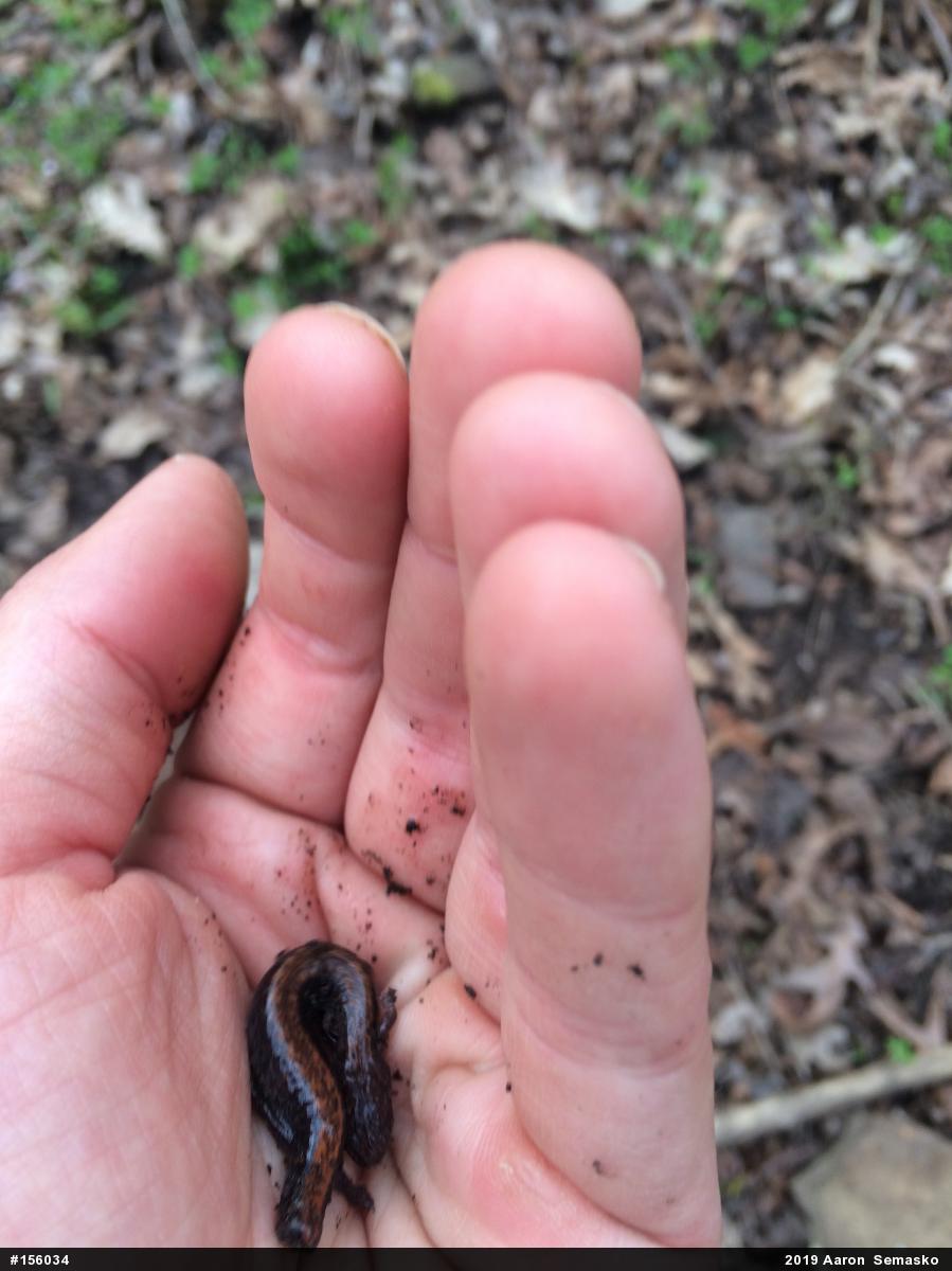 Eastern Red-backed  Salamander