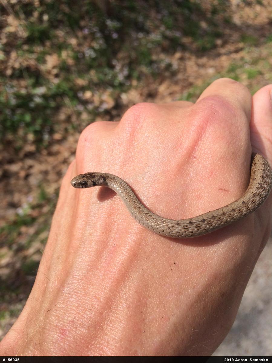 Dekay's Brownsnake