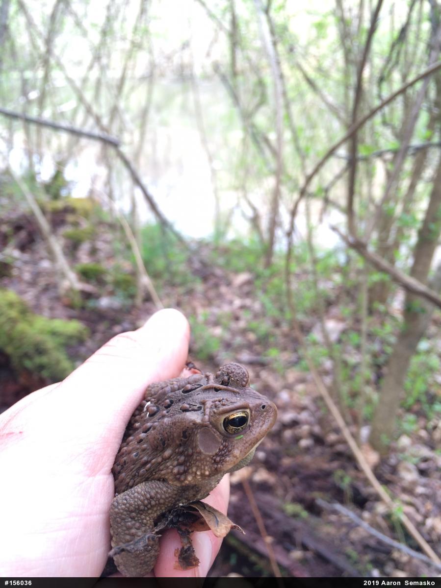 Eastern American Toad