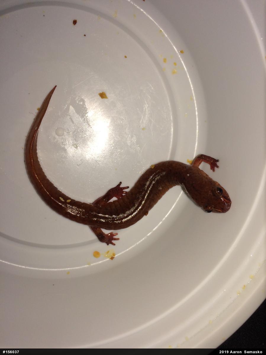 Northern Spring Salamander