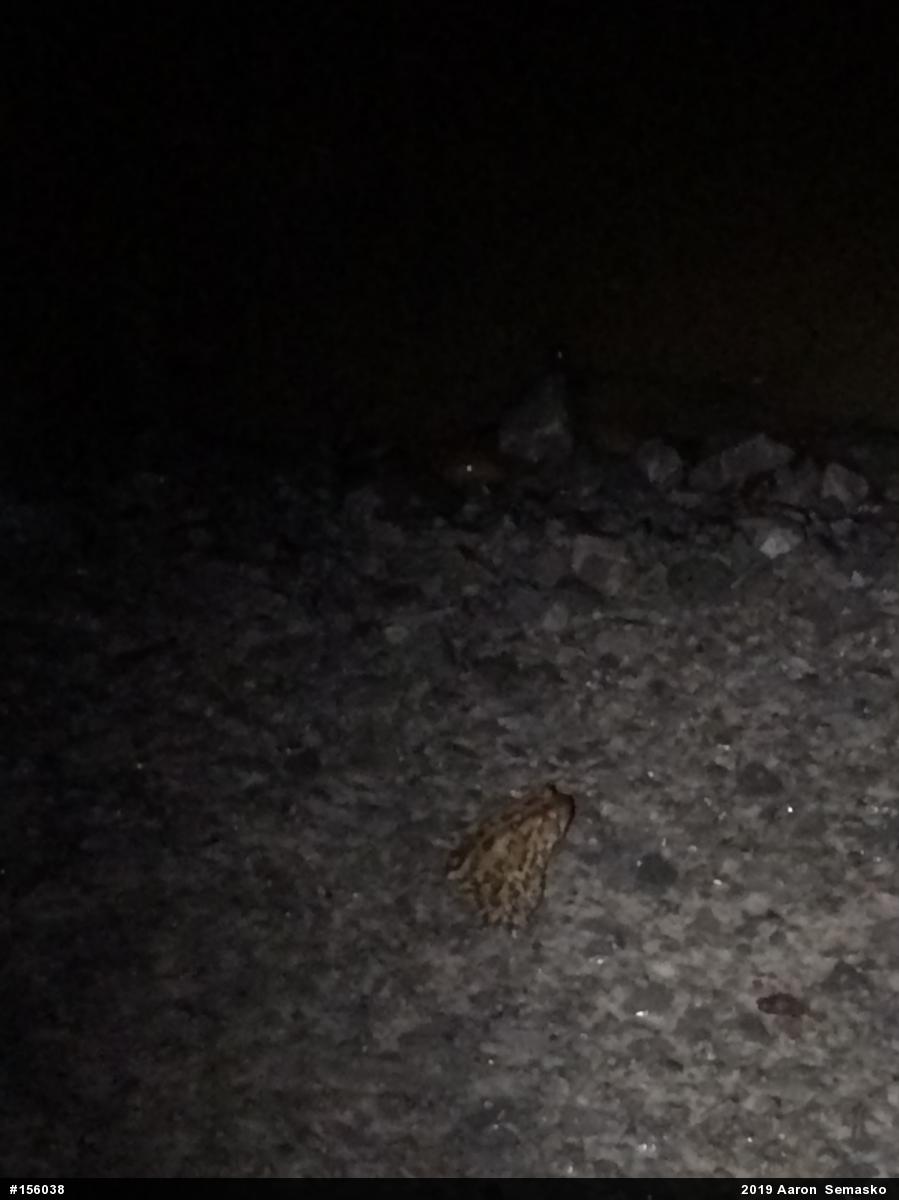 True Toads