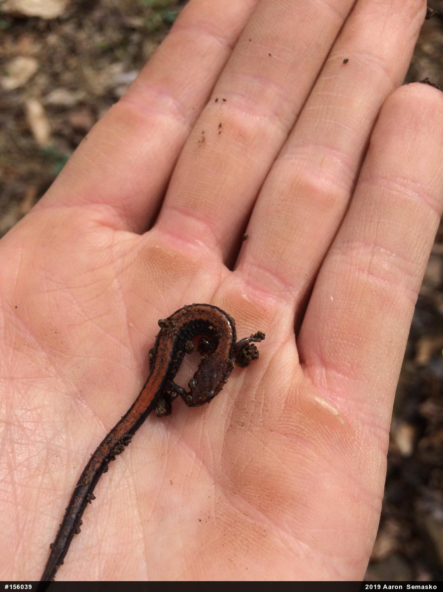 Eastern Red-backed  Salamander