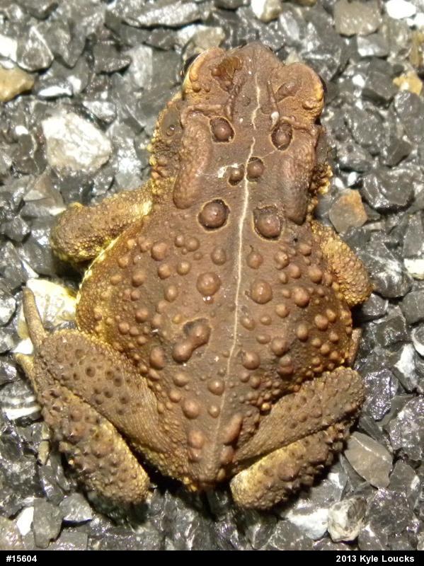 Eastern American Toad