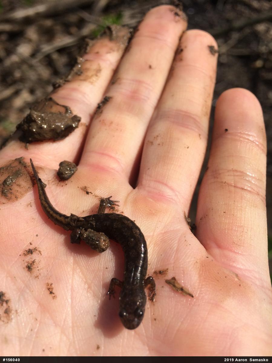 Northern Dusky Salamander