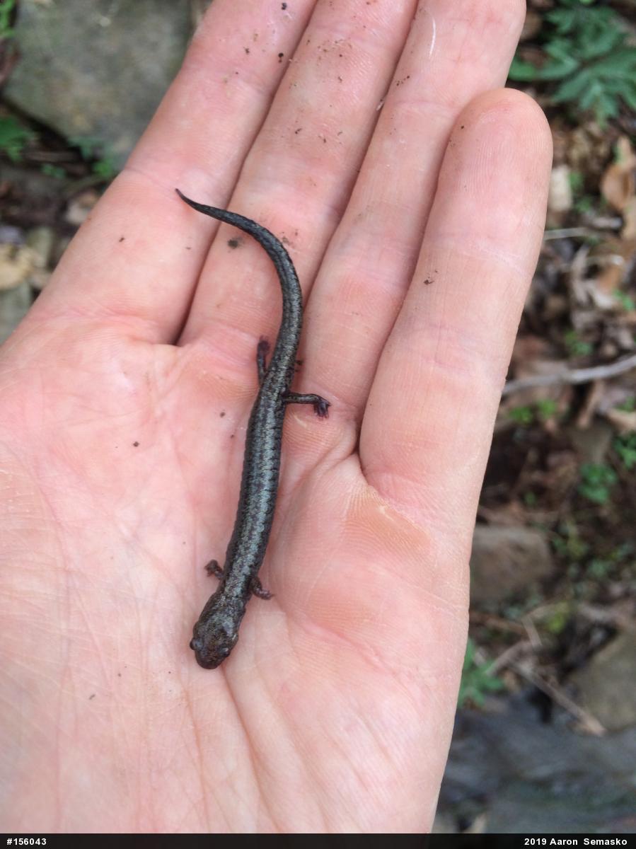 Eastern Red-backed  Salamander