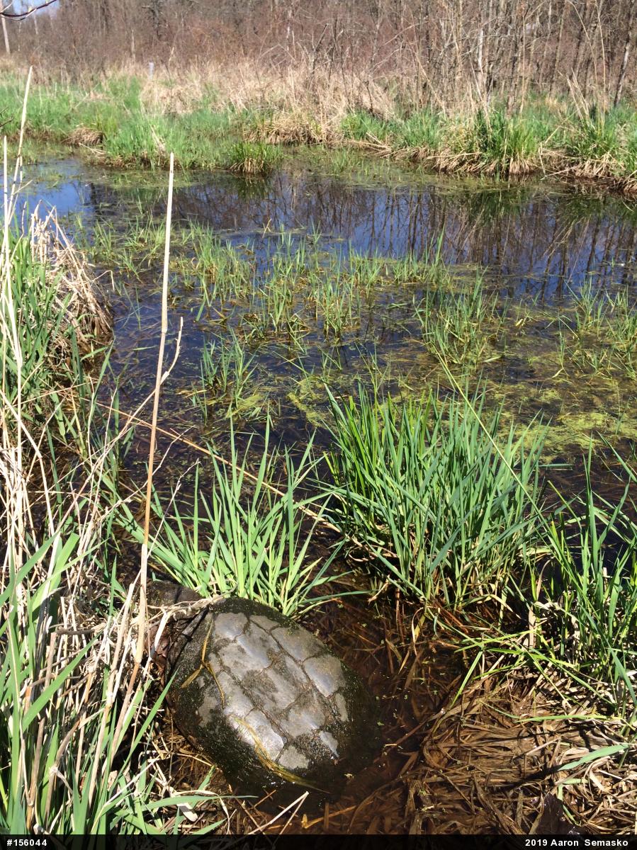 Snapping Turtle
