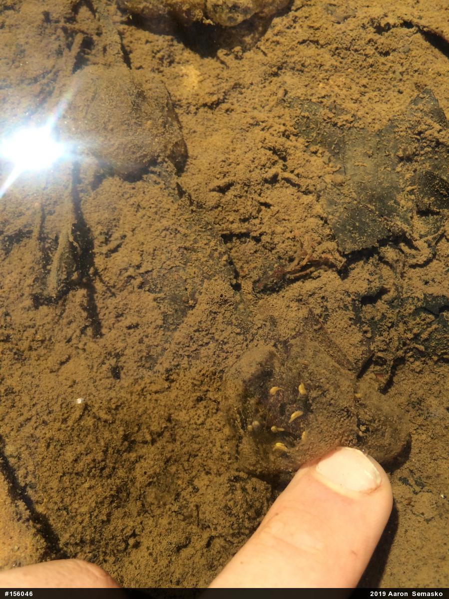 Mountain Chorus Frog