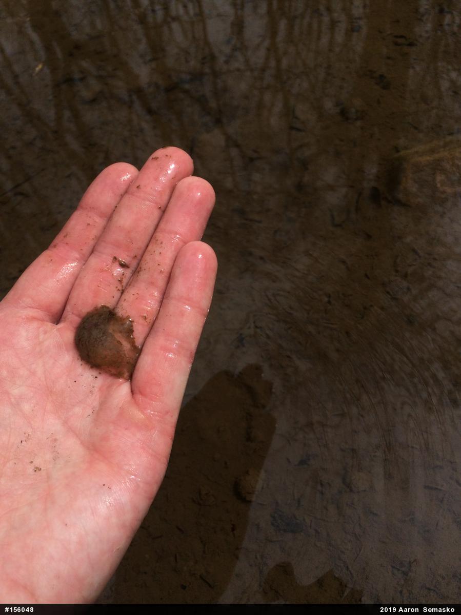 Mountain Chorus Frog