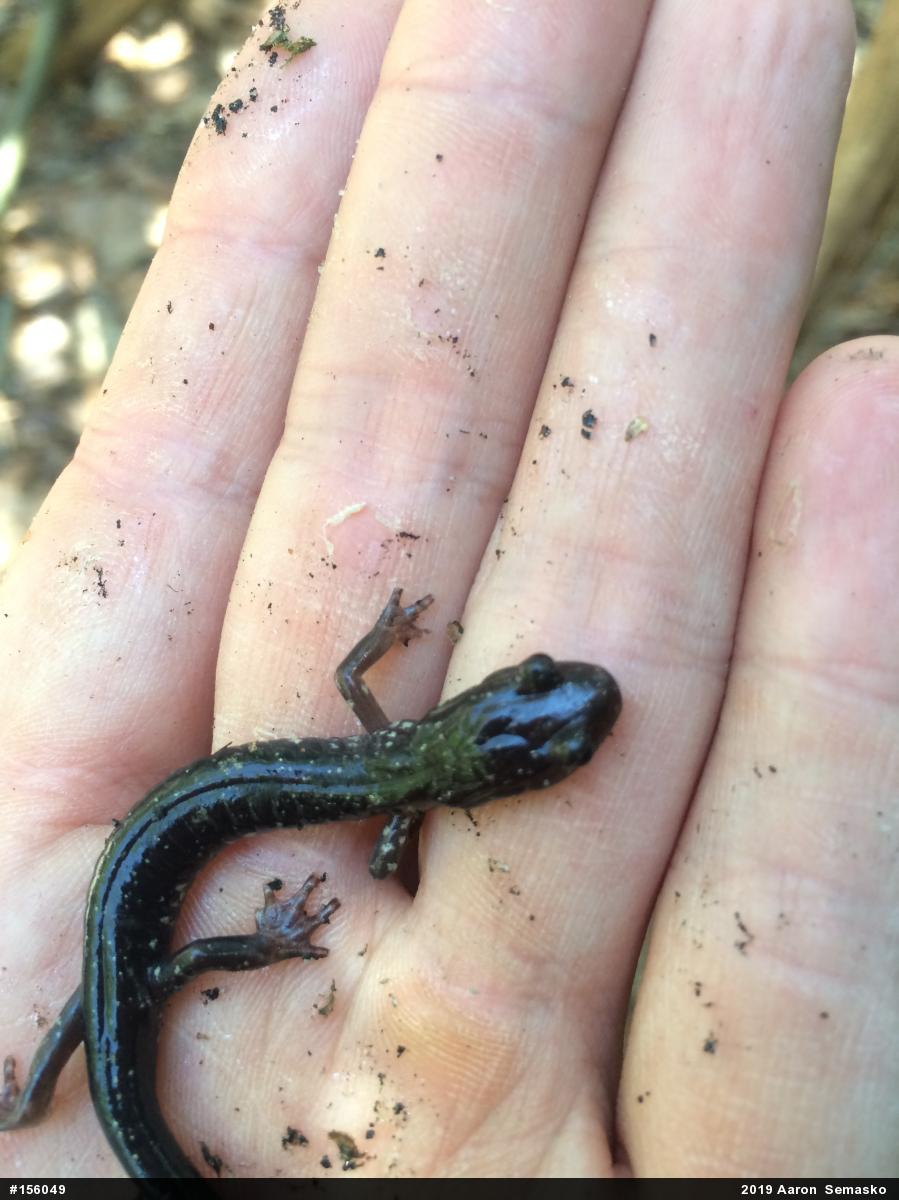 Wehrle's Salamander