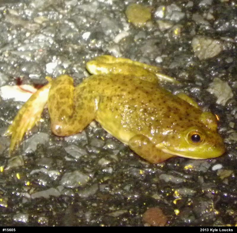 American Bullfrog