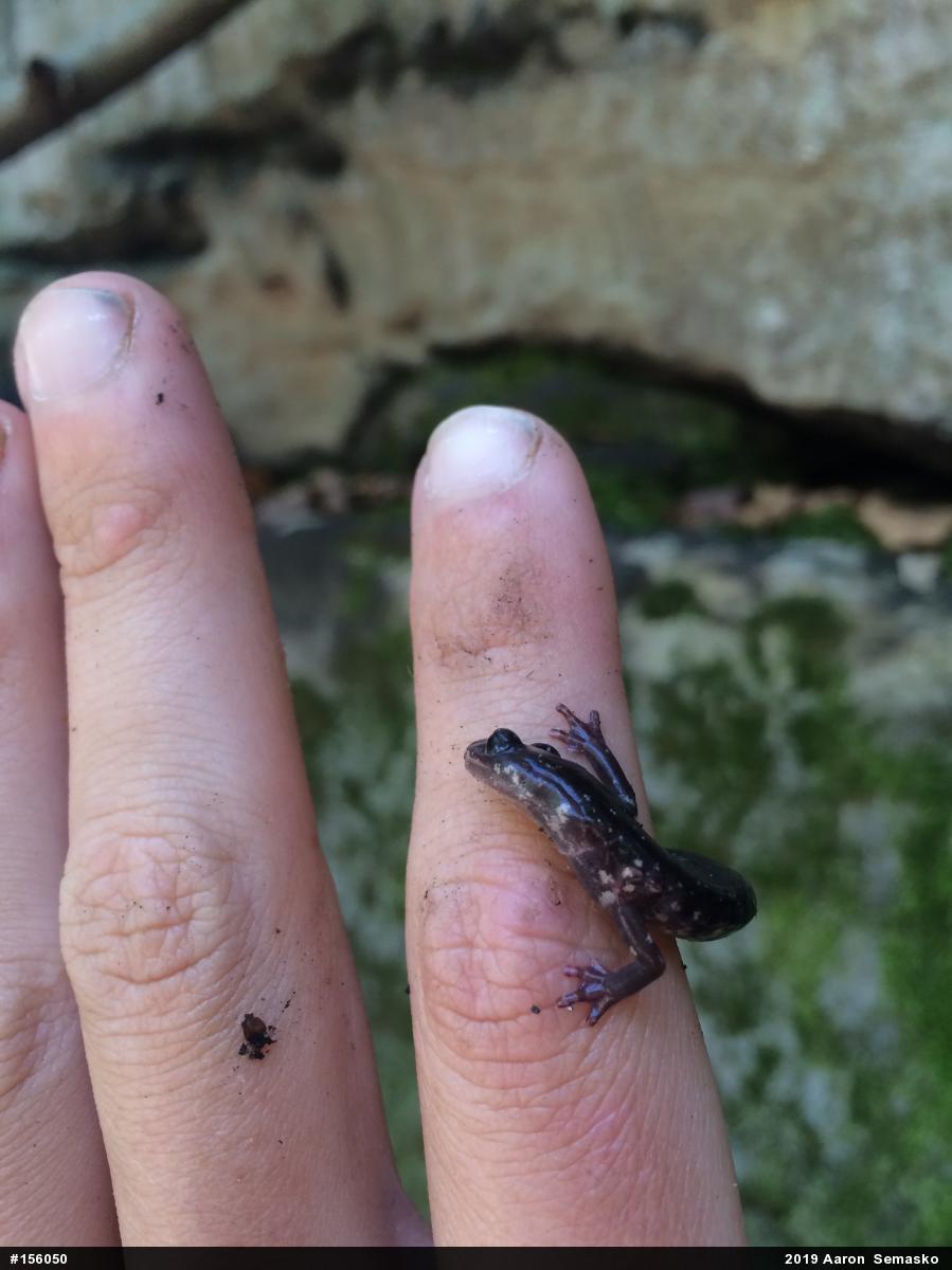 Wehrle's Salamander