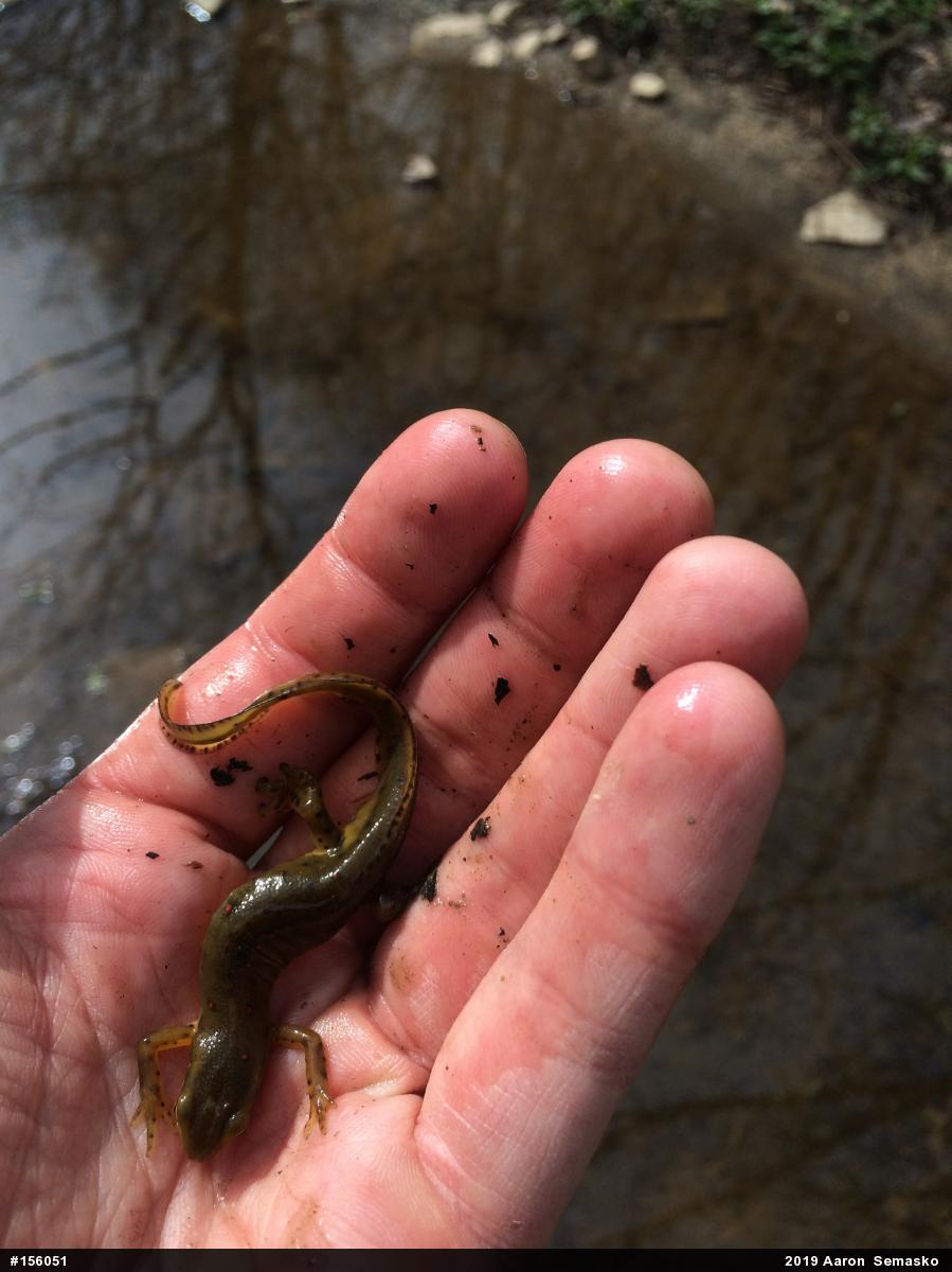 Red-spotted Newt