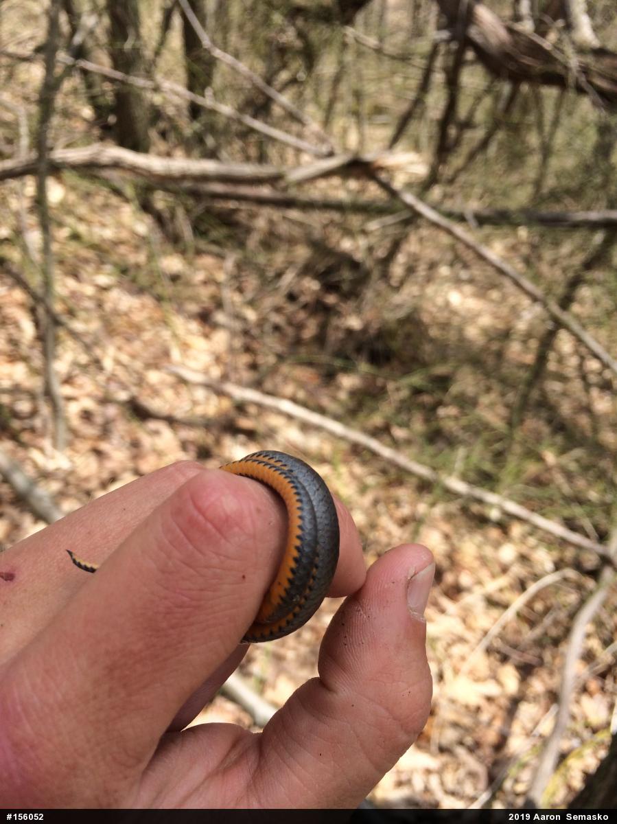 Northern Ring-necked Snake