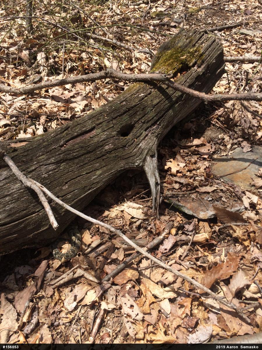 Timber Rattlesnake