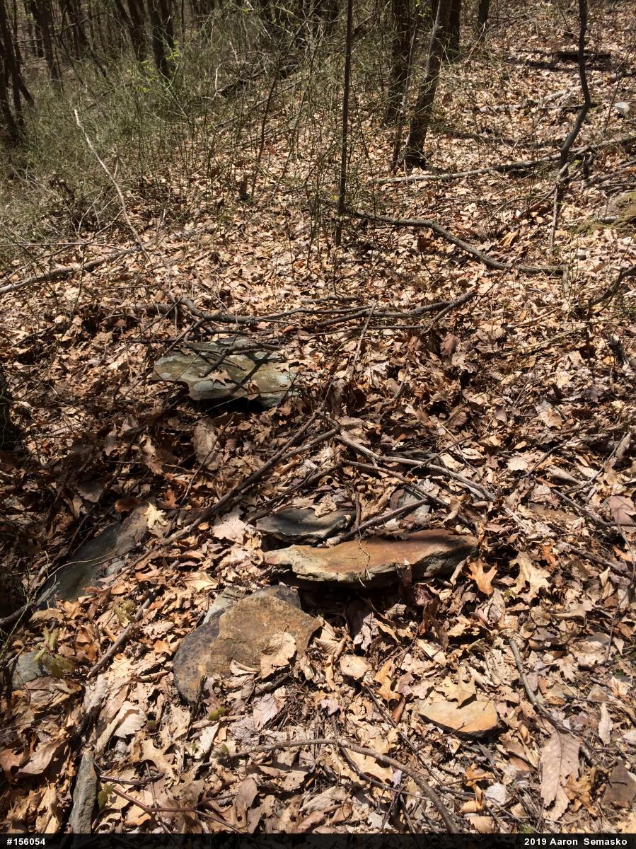 Northern Copperhead