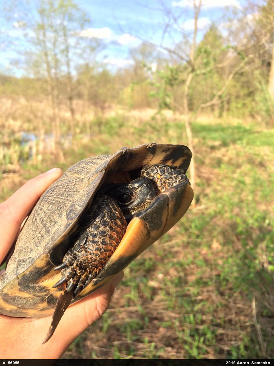 Wood Turtle