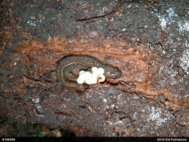 Northern Dusky Salamander