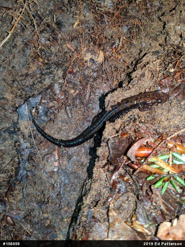 Allegheny Mountain Dusky Salamander