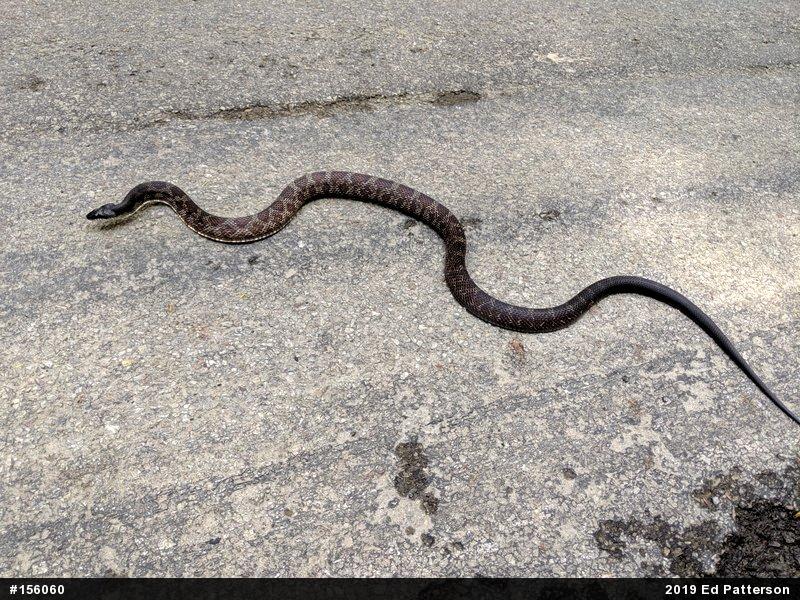 Eastern Ratsnake