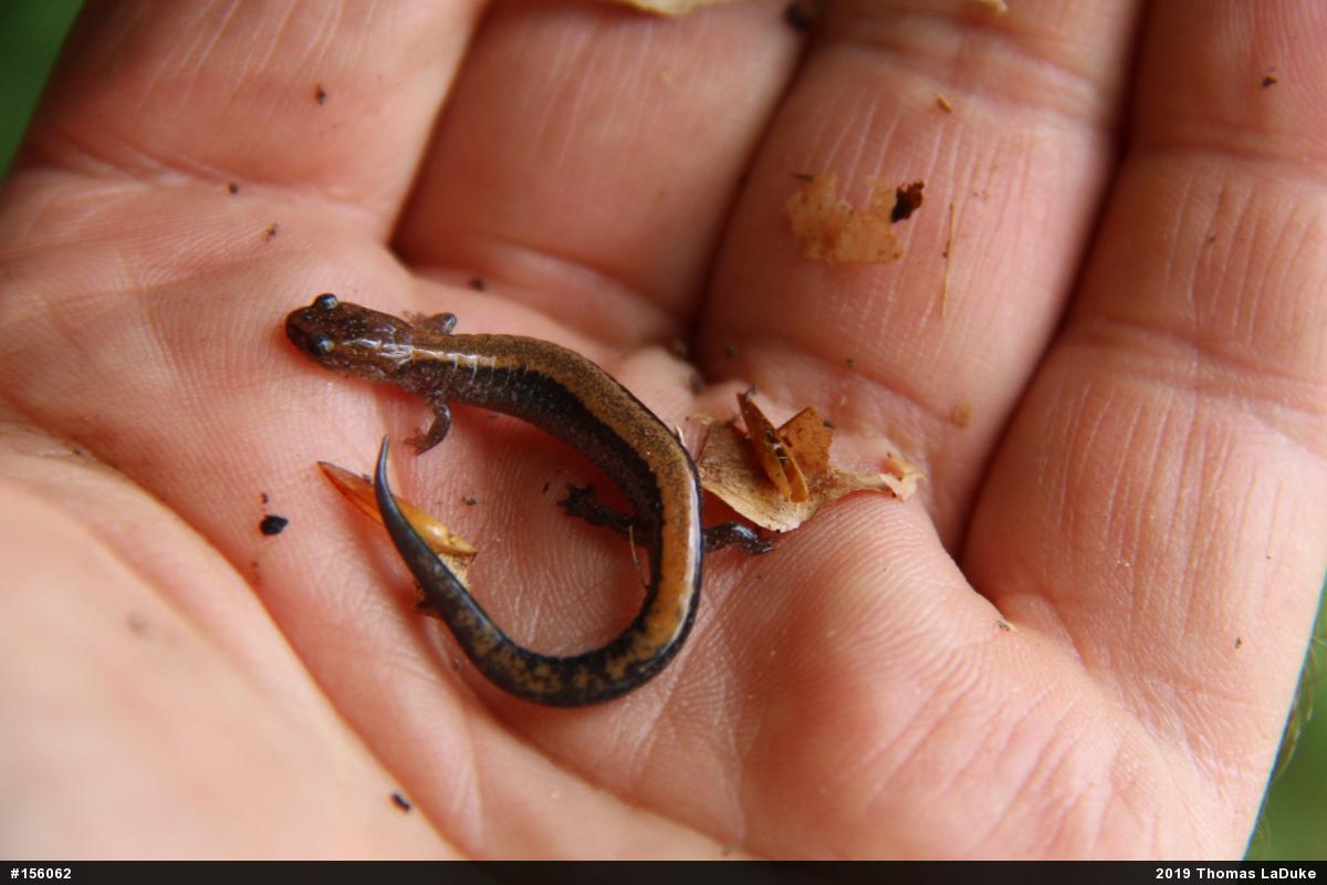 Eastern Red-backed  Salamander