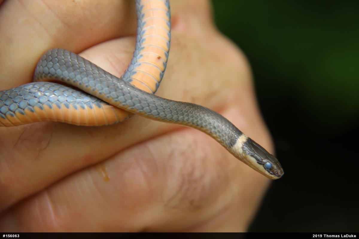 Northern Ring-necked Snake