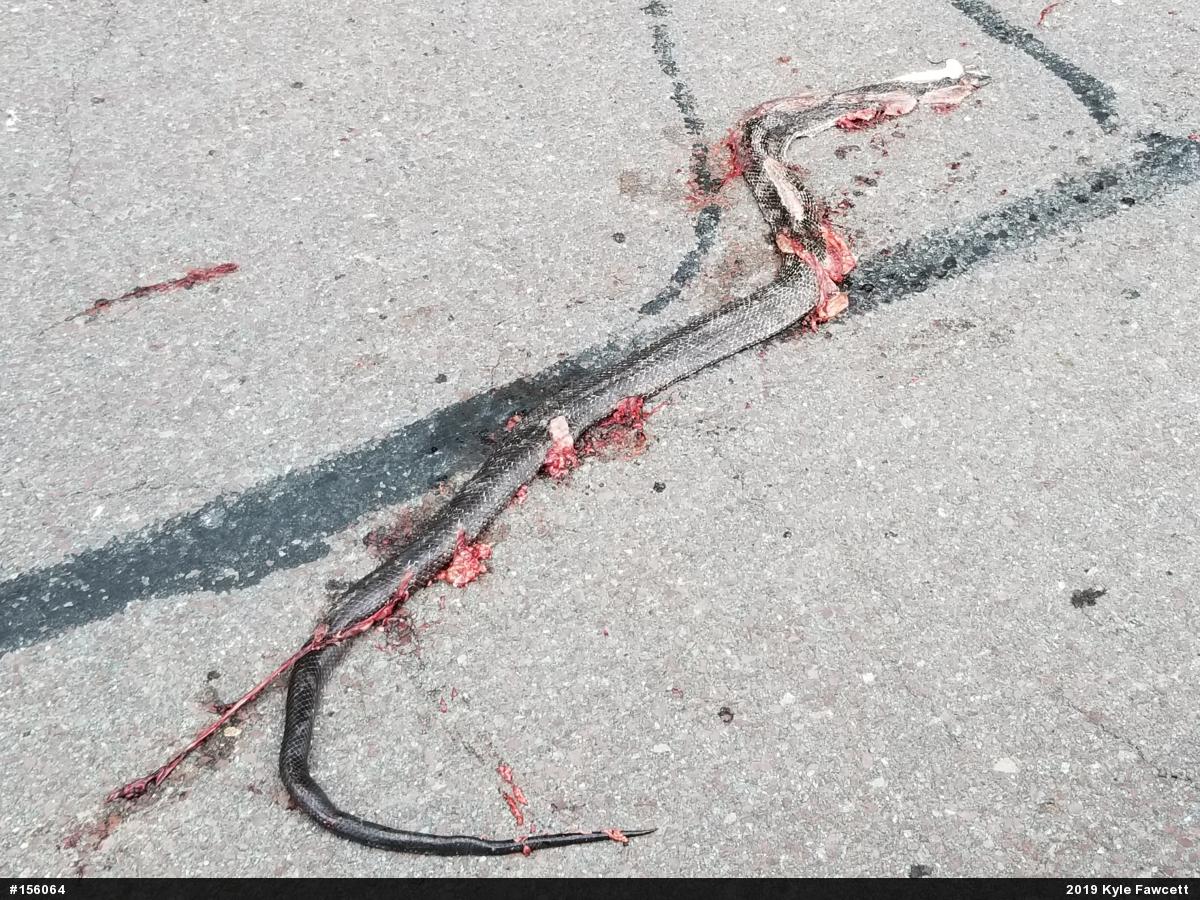 Eastern Ratsnake