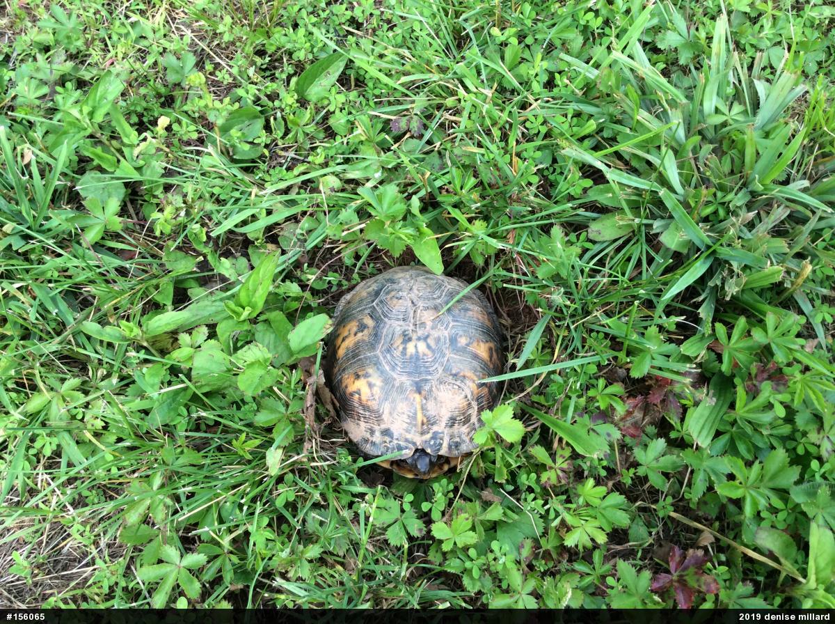 Eastern Box Turtle