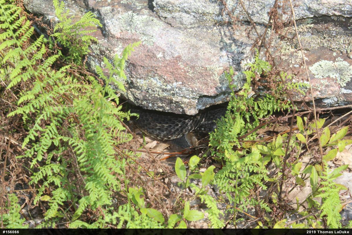 Timber Rattlesnake