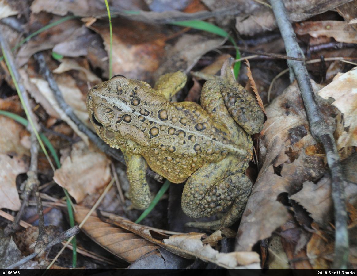 Eastern American Toad