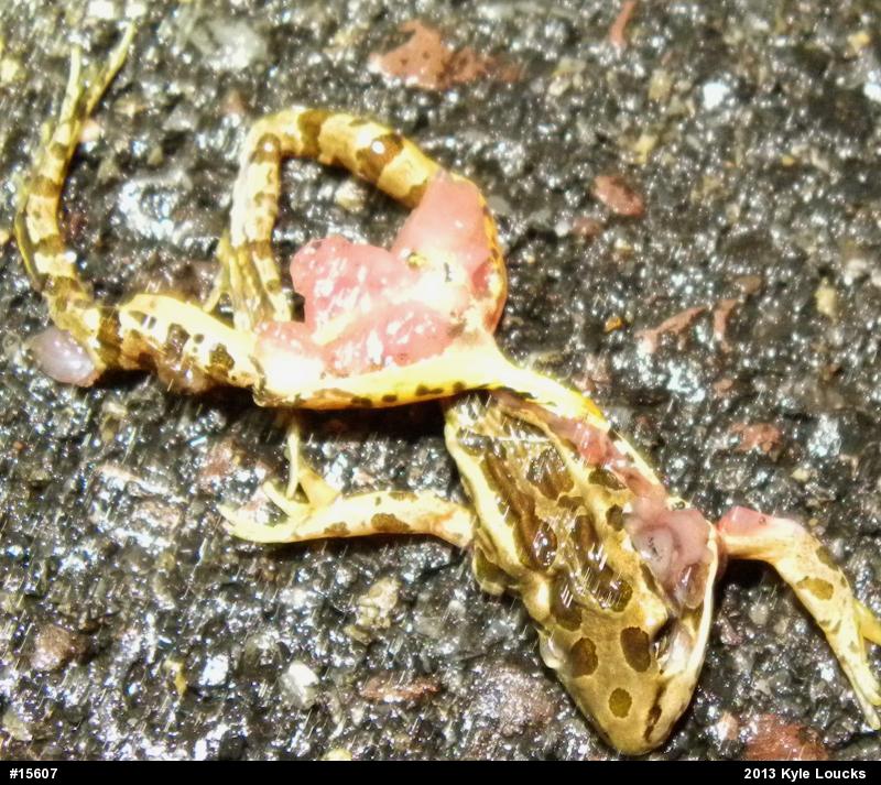 Pickerel Frog