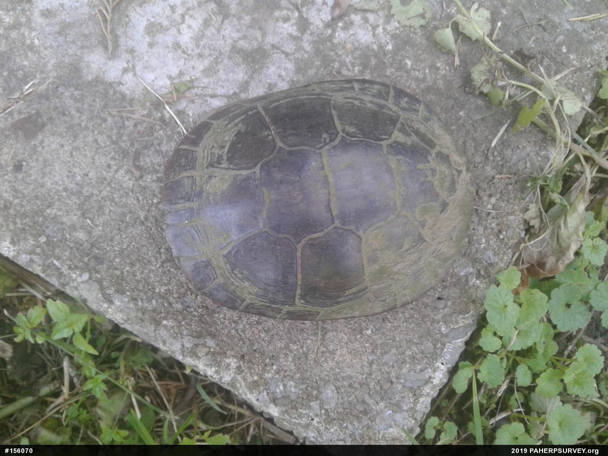Midland Painted Turtle