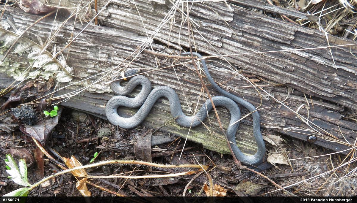 Northern Ring-necked Snake