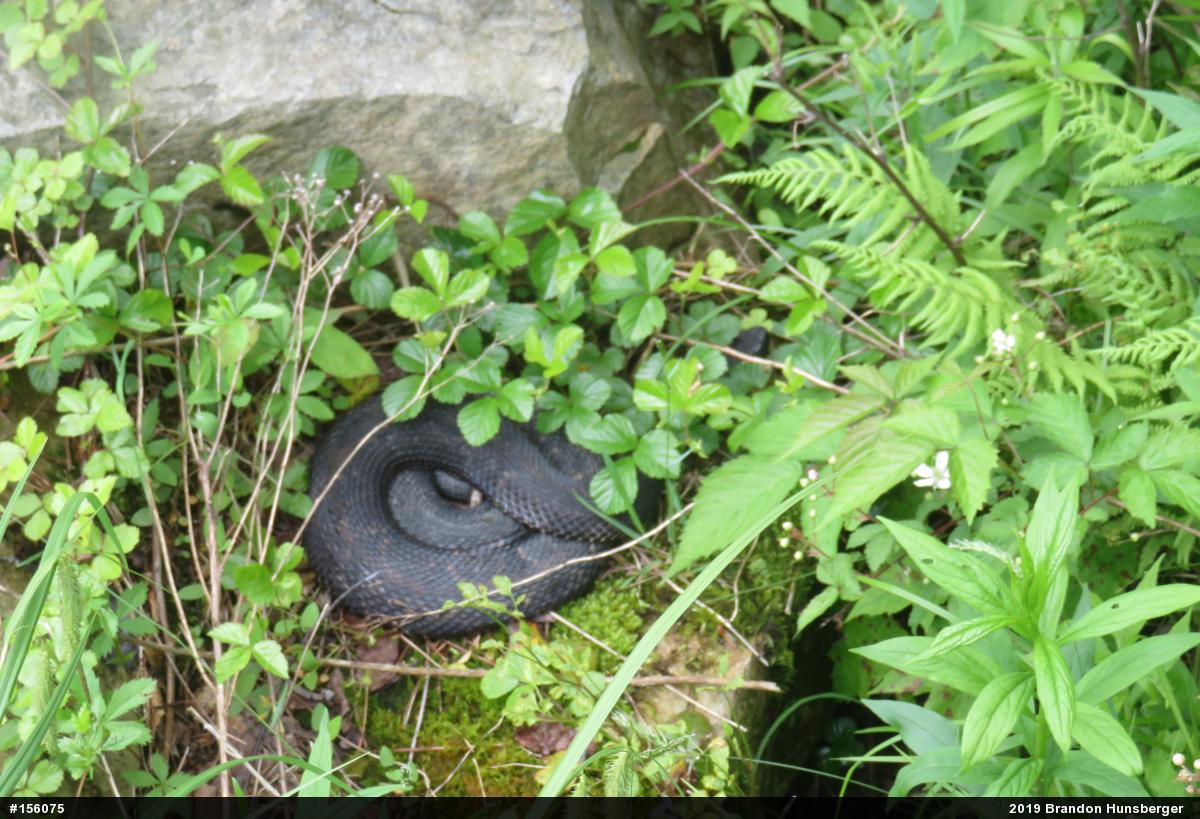 Timber Rattlesnake