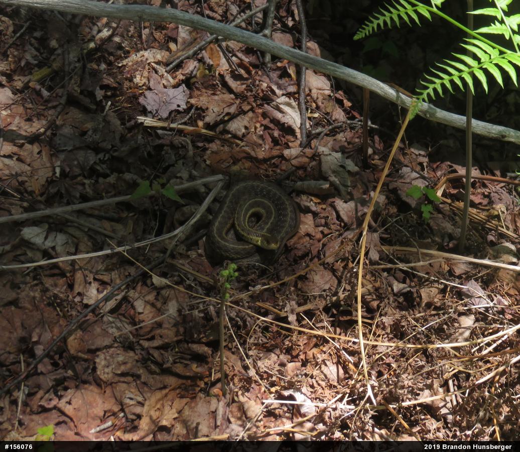 Eastern Gartersnake