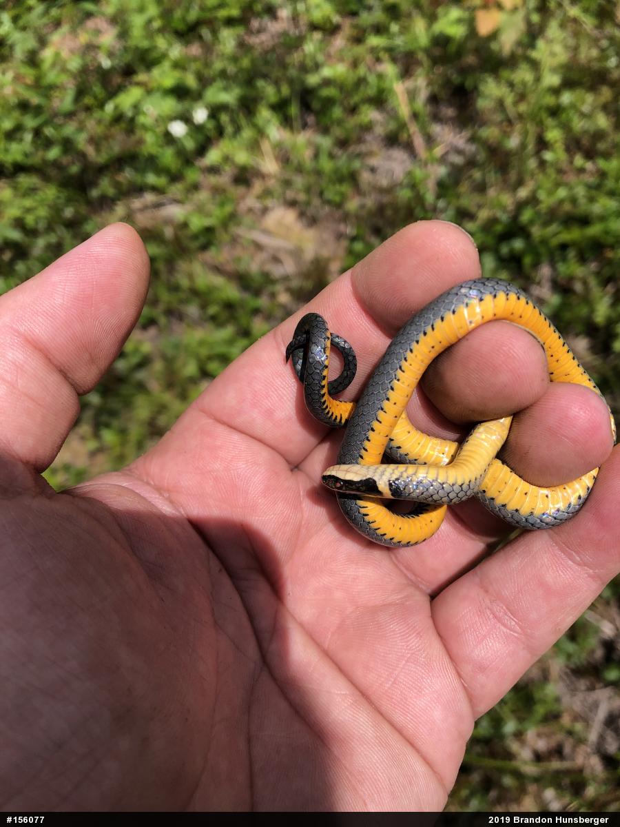Northern Ring-necked Snake