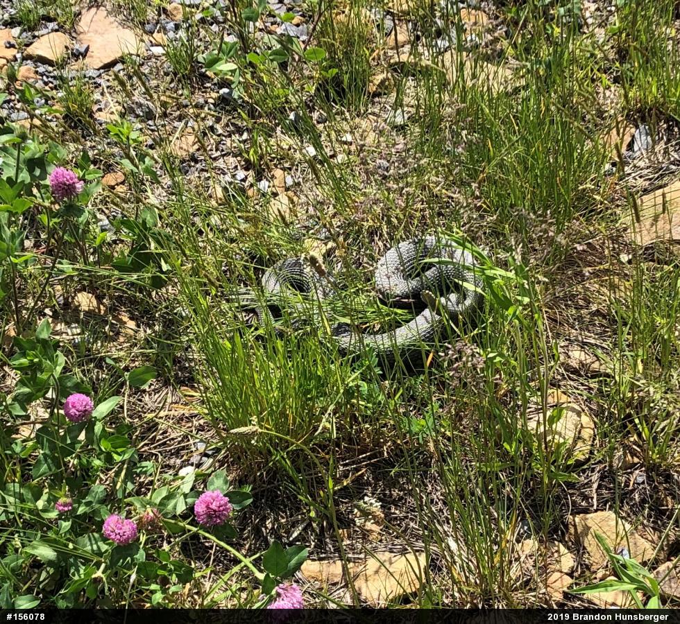 Timber Rattlesnake