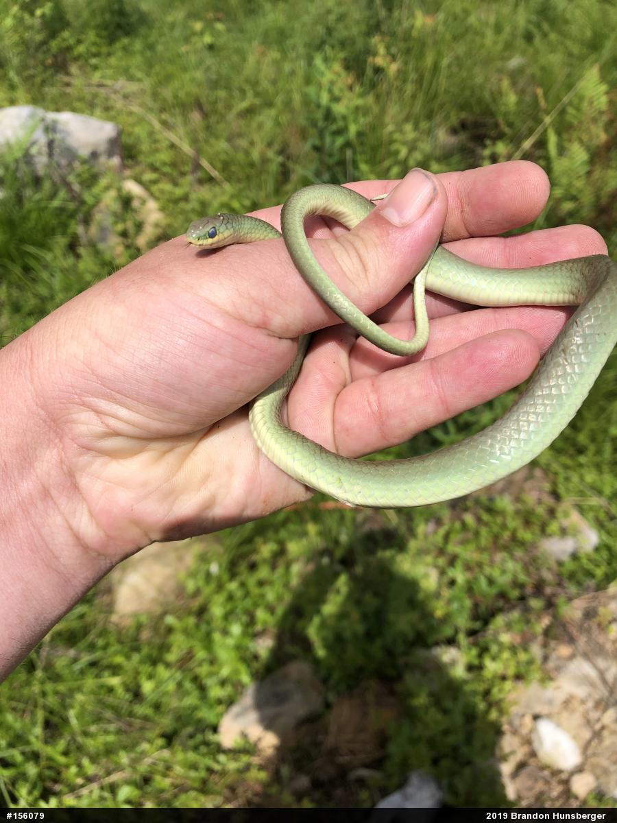 Smooth Greensnake