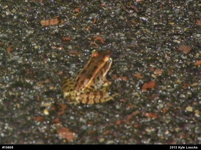 Pickerel Frog