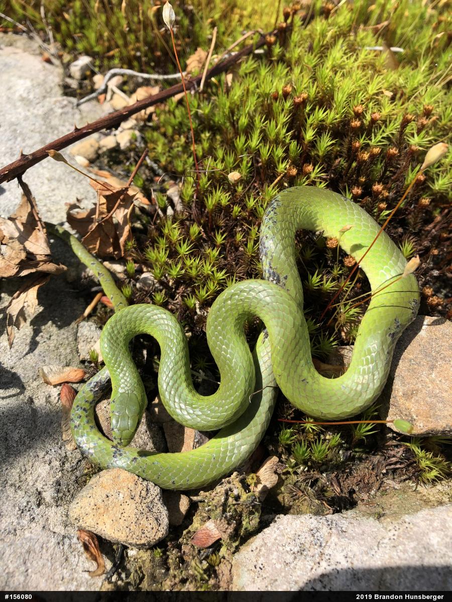 Smooth Greensnake
