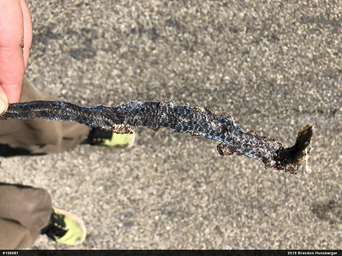 Eastern Gartersnake